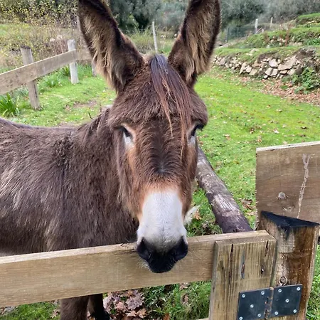 Wild Glamping Portugal - Relax By Serra De Arga Waterfalls In With Hot Tub